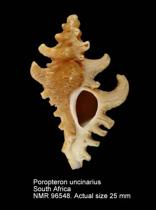 Poropteron uncinarius.jpg - Poropteron uncinarius (Lamarck,1822)
